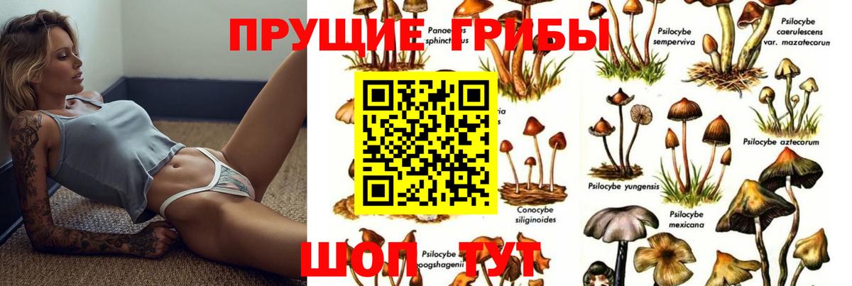 Псилоцибиновые грибы мицелий  Вход с VPN  Вольск  Псилоцибиновые грибы Psilocybine cubensis 